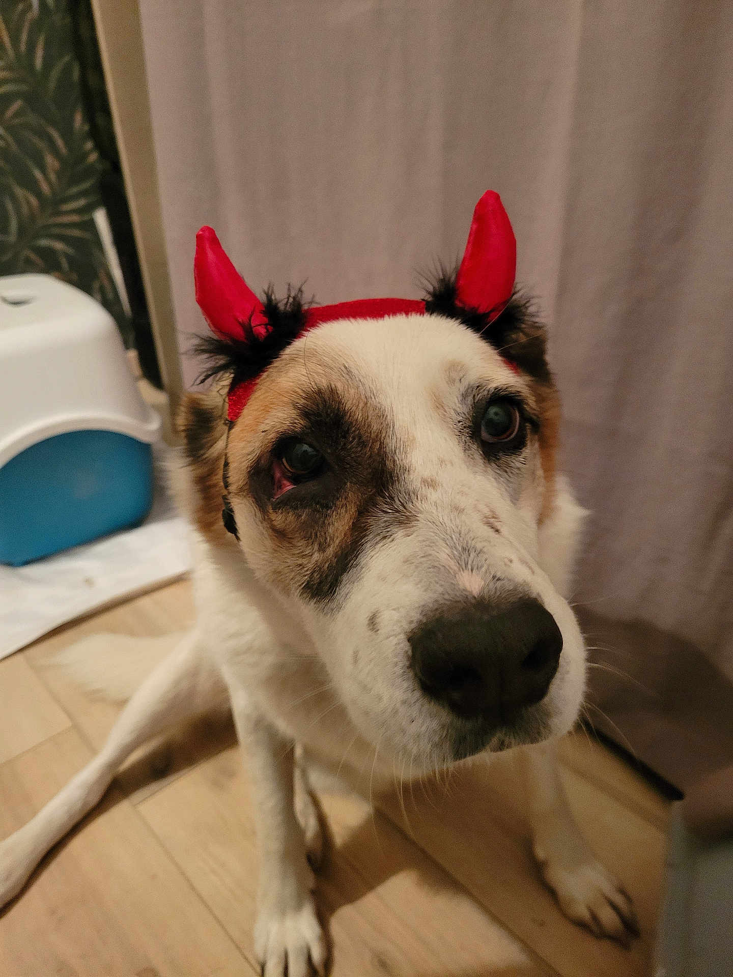 Chibs a rejoint le concours — aidez-le/la à gagner de superbes lots ! dog, pet, indoor, costume, red_horns, curious, animal, closeup, face, fur, floor, wood, ears, black_nose, white_fur, brown_fur, sitting, headband, looking_up, household