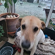 Pilou participe au concours pour gagner de l'argent avec cette photo : dog, pet, bed, blanket, plant, potted_plant, window, glass_door, outdoor, grass, frost, floor, tile_floor, water_bowl, toy, indoor, animal, furniture, blur, canine