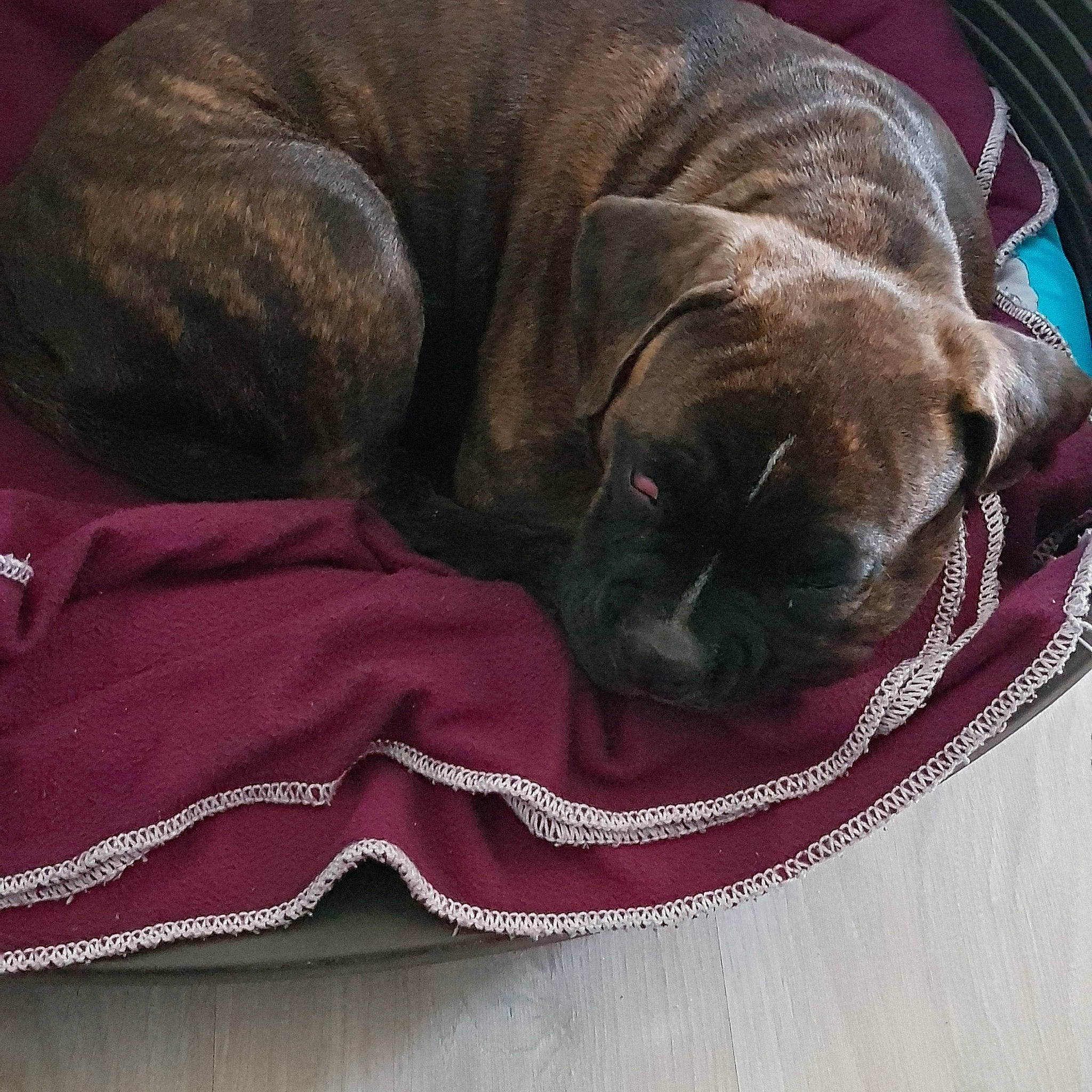 Hadès participe au concours pour gagner de l'argent avec cette photo : bandog, boerboel, boxer, bullmastiff, cane_corso, canidae, carnivore, companion_dog, dog, dog_bed, dog_breed, english_mastiff, fawn, guard_dog, korean_mastiff, mammal, nap, neapolitan_mastiff, puppy, sporting_group