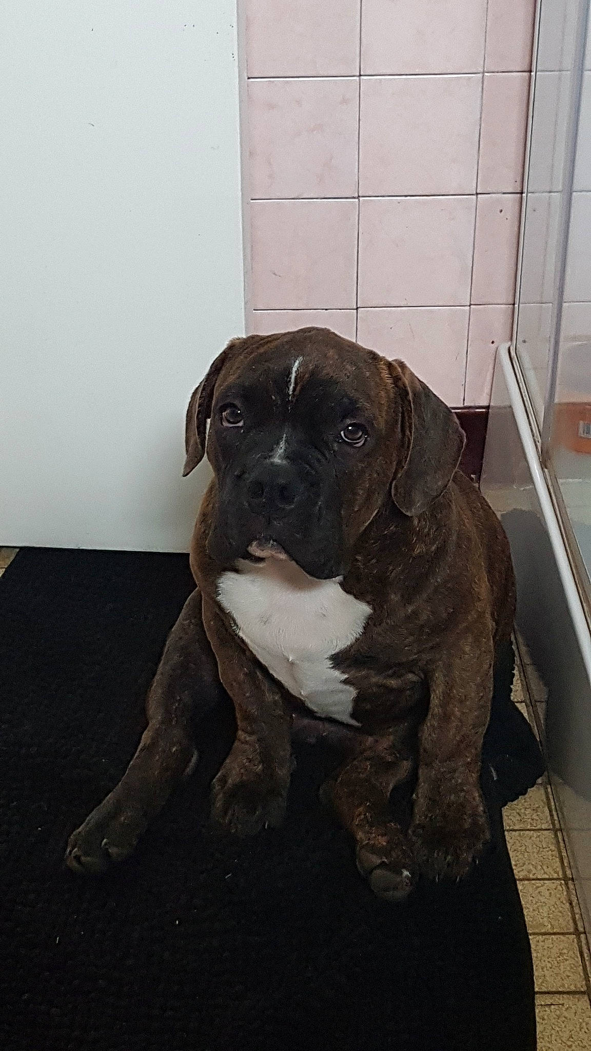 Hadès a rejoint le concours — aidez-le/la à gagner de superbes lots ! american_bulldog, american_pit_bull_terrier, bandog, boerboel, boxer, bullmastiff, cane_corso, canidae, carnivore, dog, dog_breed, fawn, fila_brasileiro, mammal, molosser, perro_de_presa_canario, rare_breed_dog, snout, sporting_group, vertebrate