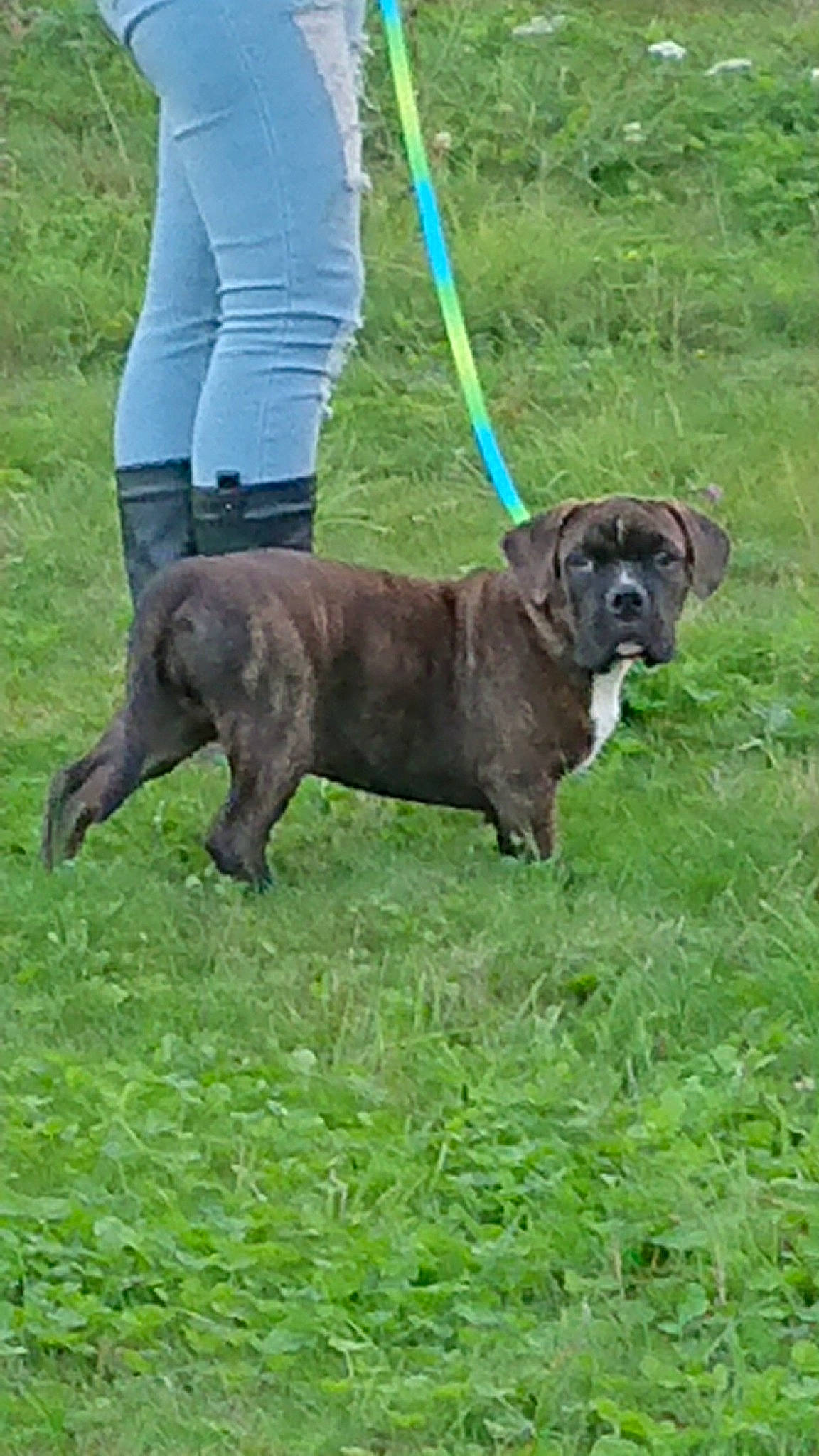 Hadès participe au concours pour gagner de l'argent avec cette photo : australian_bulldog, bandog, canidae, carnivore, companion_dog, conformation_show, dog, dog_breed, dog_walking, grass, mammal, molosser, neapolitan_mastiff, perro_de_presa_mallorquin, renascence_bulldogge, sporting_group, vertebrate, working_dog