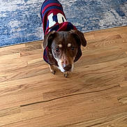 Coco Chanel joined the competition — help win amazing prizes! dog, brown_dog, hoodie, clothing, pet, indoor, wooden_floor, rug, curious, looking_up, tail, canine, animal, companion, domestic, cute, friendly, small_dog, portrait, casual