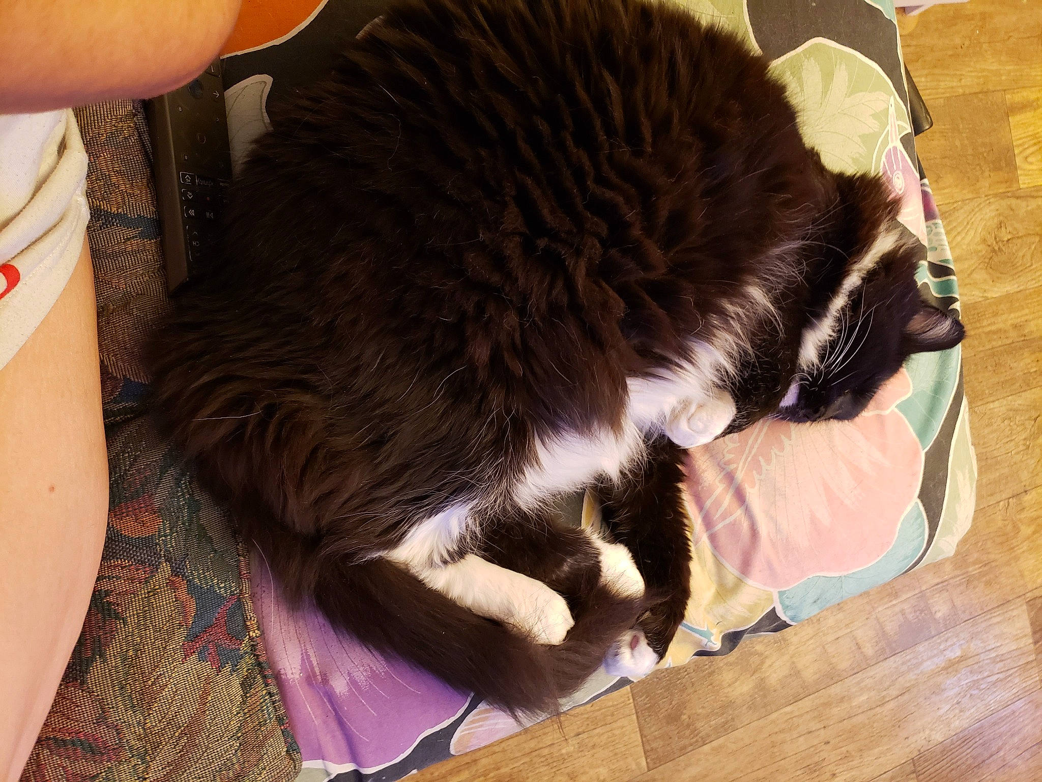 Dibbs is registered to the contest to win money with this photo: carnivore, cat, cat_supply, comfort, domestic_short_haired_cat, door_mat, felidae, flooring, fur, hardwood, mammal, nap, pet_supply, small_to_medium_sized_cats, tail, terrestrial_animal, vertebrate, whiskers, wood, wood_flooring