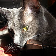 Bounty participe au concours pour gagner de l'argent avec cette photo : abyssinian, animal, blackcat, cat, egyptiancat, kitten, manx, pet