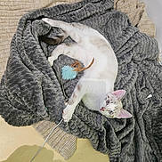 Loki participe au concours pour gagner de l'argent avec cette photo : cat, kitten, toy, feather, blanket, gray, plush, cozy, floor, indoor, pet, animal, playful, curious, lying_down, fur, ears, paws, whiskers, relaxed