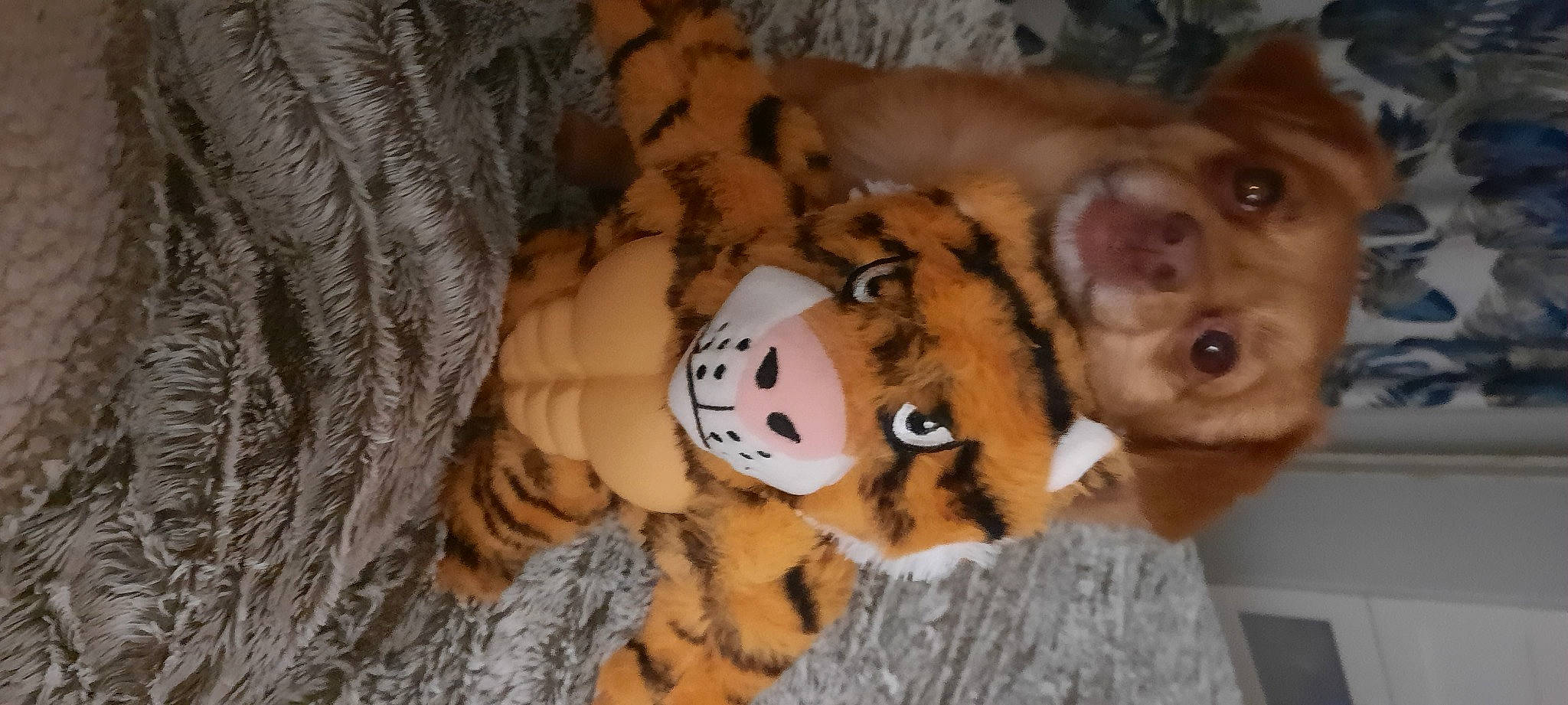 Lady participe au concours pour gagner de l'argent avec cette photo : baby_toys, big_cats, companion_dog, dog, dog_breed, fawn, felidae, fur, liver, paw, plush, small_to_medium_sized_cats, stuffed_toy, teddy_bear, terrestrial_animal, toy, toy_dog, watch, whiskers, working_animal