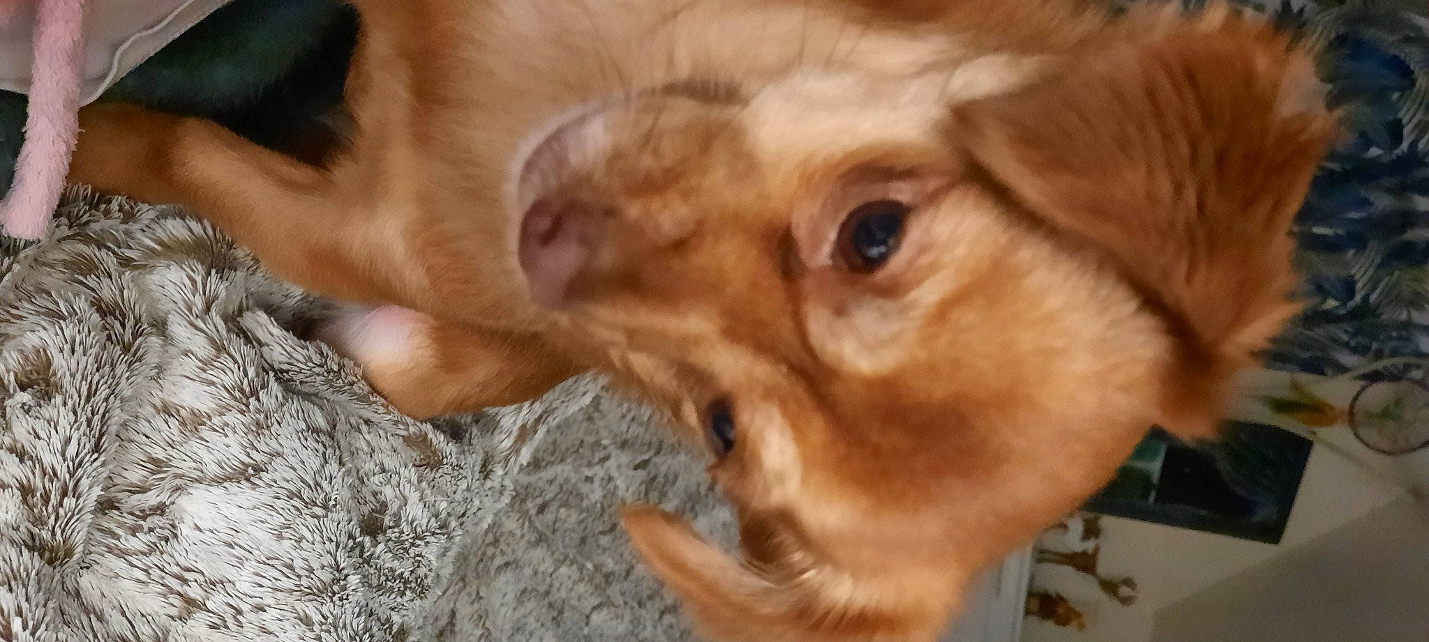 Lady participe au concours pour gagner de l'argent avec cette photo : canidae, carnivore, close_up, companion_dog, dog, dog_breed, ear, eyelash, fawn, fur, gun_dog, liver, paw, photo_caption, snout, sporting_group, terrestrial_animal, whiskers, working_animal, wrinkle