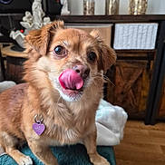 Lady a rejoint le concours — aidez-le/la à gagner de superbes lots ! dog, pet, canine, brown_fur, fluffy, small_dog, portrait, tongue, licking, wide_eyes, collar, heart_tag, sitting, blanket, indoor, home, furniture, wood_floor, decor, close_up