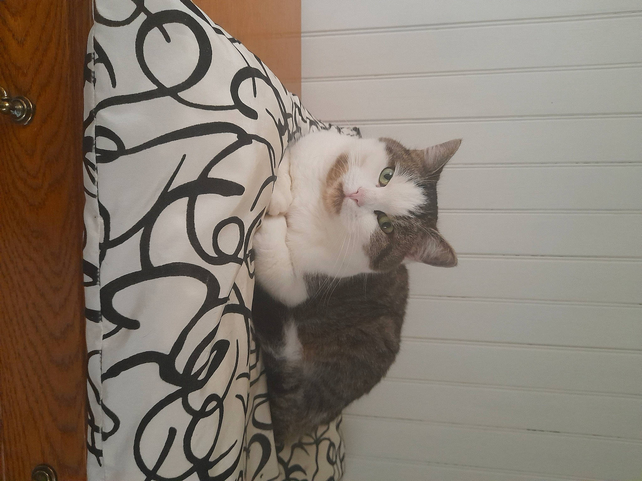 Denzel a rejoint le concours — aidez-le/la à gagner de superbes lots ! carnivore, cat, domestic_short_haired_cat, fawn, felidae, flooring, fur, grey, hardwood, pattern, paw, plant, small_to_medium_sized_cats, snout, tail, tree, visual_arts, whiskers, wood