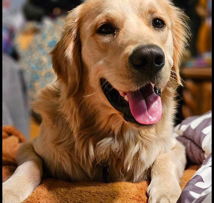 King joined the competition — help win amazing prizes! canidae, carnivore, companion_dog, dog, dog_breed, fawn, fur, golden_retriever, gun_dog, happy, photography, shout, snout, sporting_group, whiskers