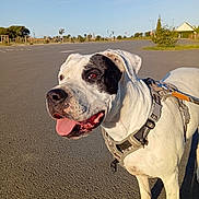 Elfy participe au concours pour gagner de l'argent avec cette photo : dog, canine, pet, white_dog, black_patch, harness, leash, outdoor, pavement, sunny, clear_sky, animal, happy, tongue_out, walking, park, nature, daytime, standing, closeup