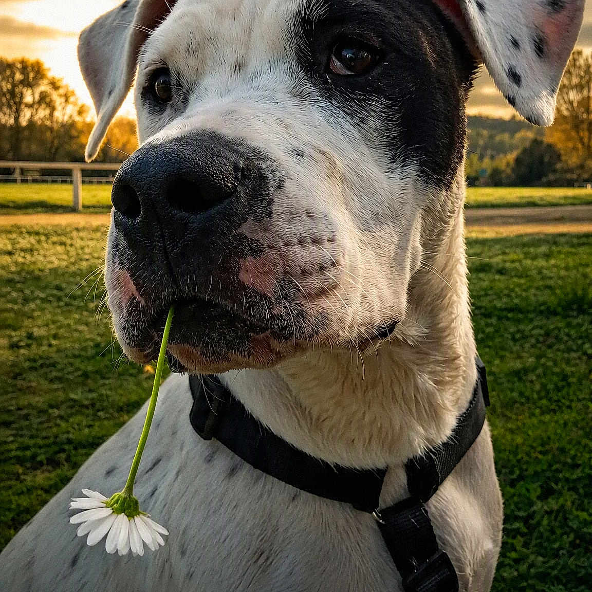 Elfy