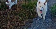 Amkae participe au concours pour gagner de l'argent avec cette photo : animal, cat, companion, daytime, dog, fence, field, fur, grass, gravel_path, happy, nature, outdoor, pets, rural, sky, summer, sunlight, tail, walking