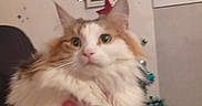 Amkae participe au concours pour gagner de l'argent avec cette photo : cat, fluffy, orange, white, brown, pet, indoor, christmas_tree, decorations, ornaments, hand, feline, holiday, curious, eyes, fur, window, wall, home, blur