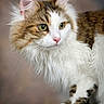 Amkae participe au concours pour gagner de l'argent avec cette photo : cat, fluffy, long_hair, yellow_eyes, white_fur, brown_fur, pink_nose, whiskers, pet, animal, portrait, indoor, closeup, feline, cute, curious, soft, mammal, domestic_cat, paw