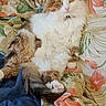 Amkae participe au concours pour gagner de l'argent avec cette photo : cat, fluffy, relaxed, animal, pet, indoor, blanket, floral_pattern, fur, whiskers, paws, tail, yellow_eyes, cute, resting, comfort, cozy, feline, domestic_cat, bedspread