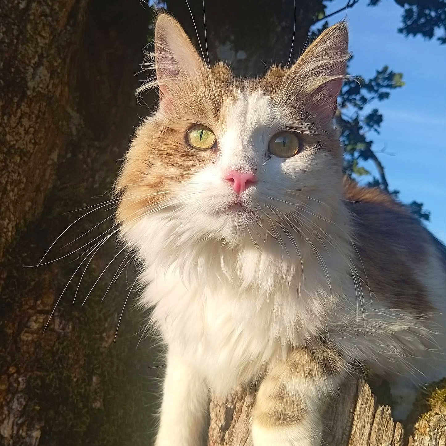 Amkae a rejoint le concours — aidez-le/la à gagner de superbes lots ! cat, fluffy, tree, stump, outdoor, sunlight, nature, animal, whiskers, green_eyes, pink_nose, fur, close_up, pet, mammal, daylight, branch, relaxing, wildlife, portrait