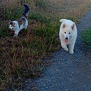 Amkae a rejoint le concours — aidez-le/la à gagner de superbes lots ! dog, cat, gravel_path, grass, fence, outdoor, sunlight, animal, walking, white_dog, fluffy, curious_cat, nature, pets, rural, summer, daytime, tail, fur, companions