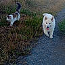 dog, cat, gravel_path, grass, fence, outdoor, sunlight, animal, walking, white_dog, fluffy, curious_cat, nature, pets, rural, summer, daytime, tail, fur, companions