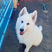 Boréass participe au concours pour gagner de l'argent avec cette photo : dog, white_dog, fluffy, happy, smiling, pet, outdoor, gravel, blue_gate, fence, playful, canine, ears_up, tail, animal, friendly, cute, looking_up, ground, daylight