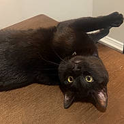 Creed is registered to the contest to win money with this photo: cat, black_cat, pet, animal, indoor, wooden_surface, curious, upside_down, fur, whiskers, ears, eyes, playful, relaxed, domestic_cat, feline, mammal, cute, portrait, closeup