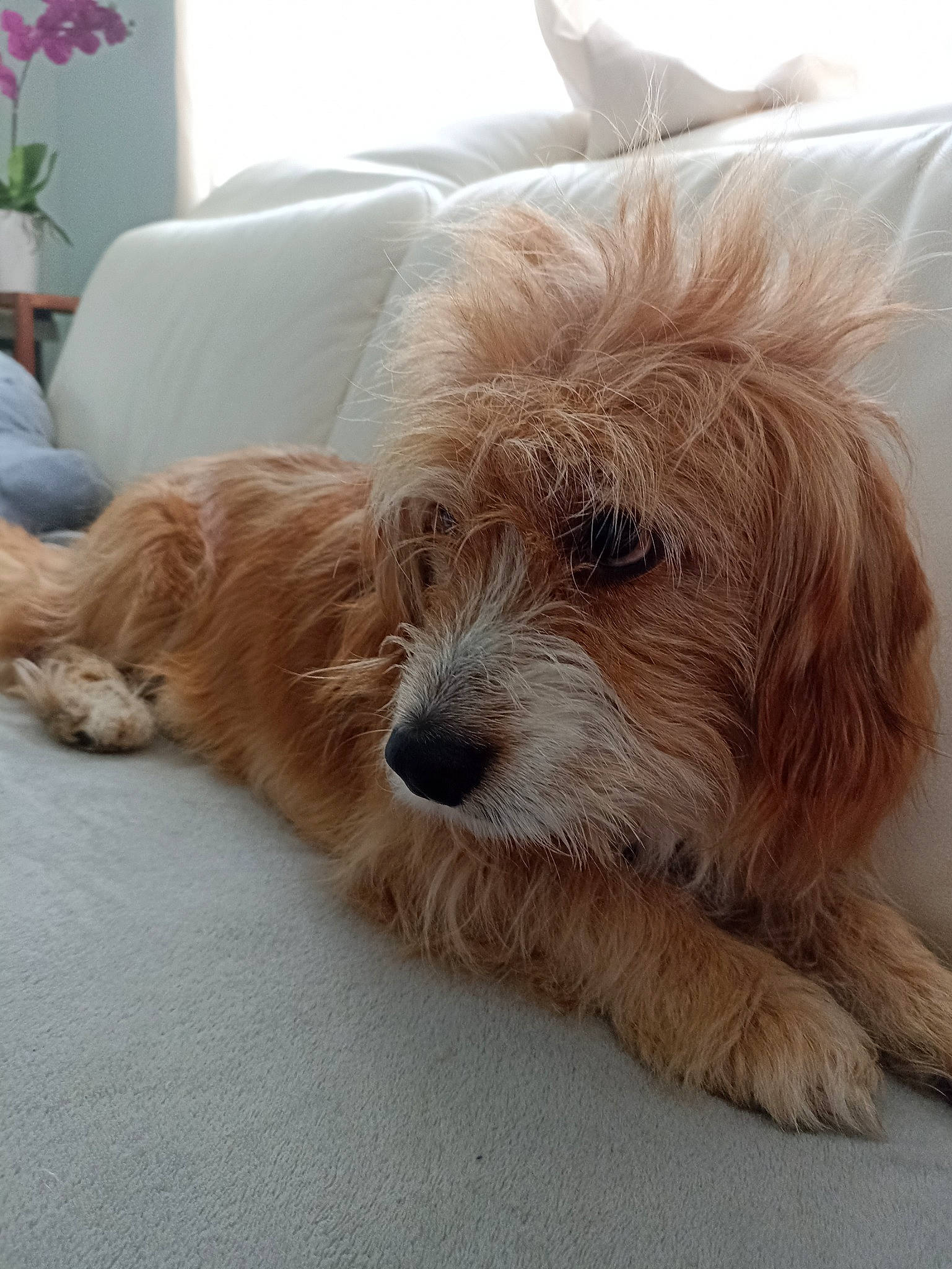 Pato a rejoint le concours — aidez-le/la à gagner de superbes lots ! canidae, carnivore, comfort, companion_dog, dog, dog_breed, flooring, fur, liver, nap, plant, small_terrier, snout, sporting_group, tail, terrestrial_animal, terrier, toy_dog, working_animal, working_terrier