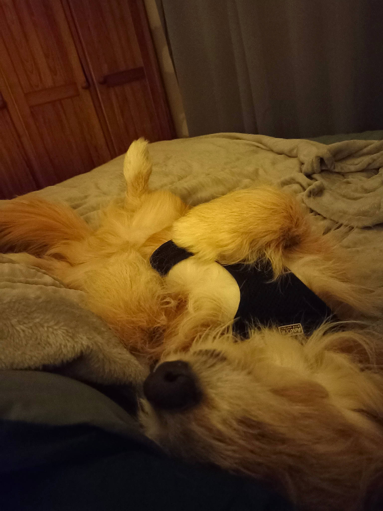 Pato a rejoint le concours — aidez-le/la à gagner de superbes lots ! bed, carnivore, cloud, comfort, companion_dog, couch, dog, dog_breed, fawn, felidae, fur, linens, sky, small_to_medium_sized_cats, snout, sporting_group, tail, textile, whiskers, wood