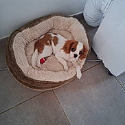 Lucky participe au concours pour gagner de l'argent avec cette photo : puppy, dog, pet_bed, brown_and_white, indoor, floor_tiles, cute, small_dog, fluffy_bed, resting, looking_up, adorable, young_dog, companion, domestic_animal, cozy, relaxed, tile_floor, home, animal