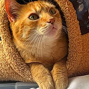 Shachi a rejoint le concours — aidez-le/la à gagner de superbes lots ! cat, orange_tabby, pet, cozy, furry, paws, curious, indoor, bed, soft, feline, animal, cute, relaxed, warm_light, texture, snug, looking_up, fur, resting