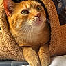 cat, orange_tabby, pet, cozy, furry, paws, curious, indoor, bed, soft, feline, animal, cute, relaxed, warm_light, texture, snug, looking_up, fur, resting