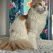 Tokyo participe au concours pour gagner de l'argent avec cette photo : cat, fluffy, white, brown, feline, pet, indoor, carpet, curtain, floral_pattern, tropical, window, golden_eyes, soft, long_hair, tail, sitting, profile, domestic_animal, cozy