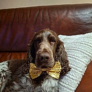 Atlas participe au concours pour gagner de l'argent avec cette photo : dog, bow_tie, gold, brown, white_pillow, leather_couch, pet, relaxed, sleepy, fur, indoor, portrait, close_up, seated, cute, decor, animal, companion, home, texture