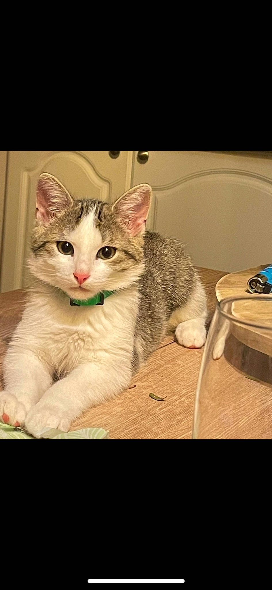 Lilith a rejoint le concours — aidez-le/la à gagner de superbes lots ! box, carnivore, cat, cat_furniture, claw, domestic_short_haired_cat, fawn, felidae, fur, illustration, paw, photo_caption, sitting, small_to_medium_sized_cats, snout, square, tableware, tail, whiskers, window