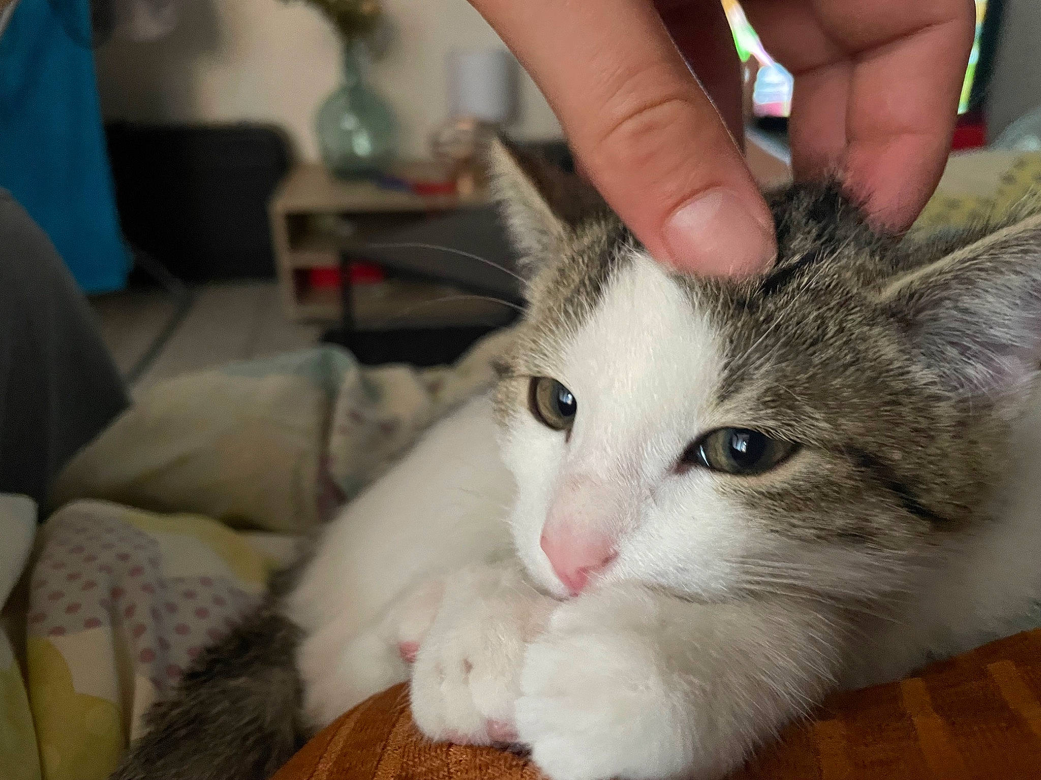 Lilith a rejoint le concours — aidez-le/la à gagner de superbes lots ! carnivore, cat, claw, domestic_short_haired_cat, ear, felidae, fur, iris, paw, small_to_medium_sized_cats, snout, tail, whiskers