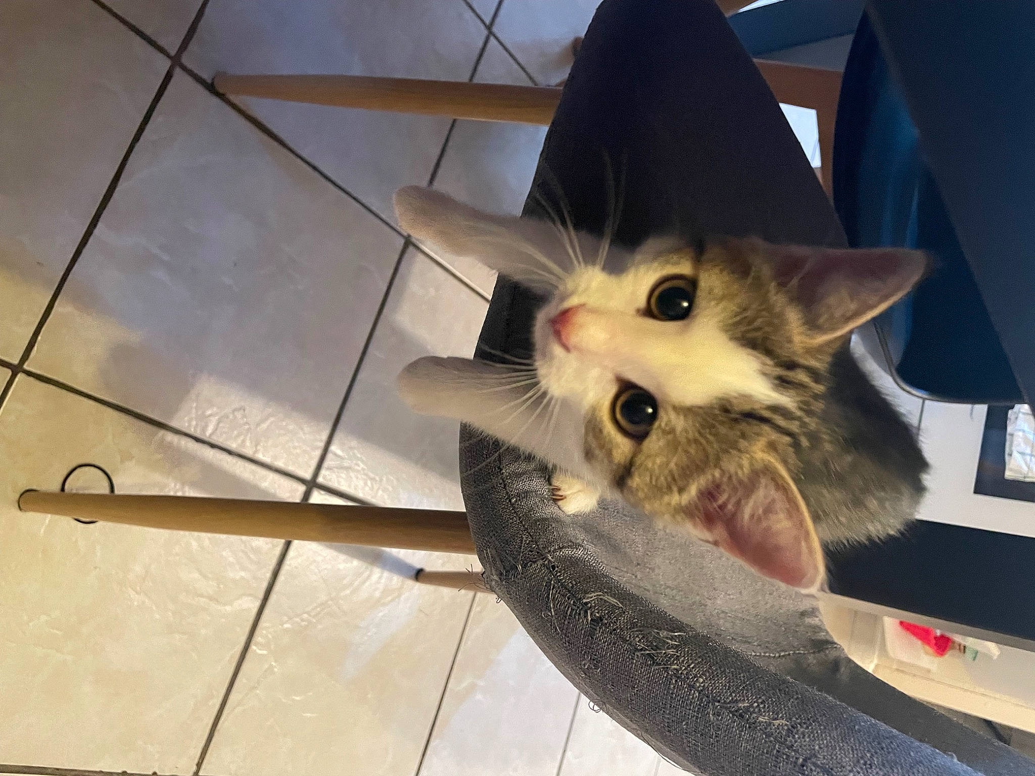 Lilith participe au concours pour gagner de l'argent avec cette photo : bag, balinese, box, cardboard, carnivore, cat, domestic_short_haired_cat, fashion_accessory, fawn, felidae, flooring, fur, metal, small_to_medium_sized_cats, snout, tail, thai, tile_flooring, whiskers, wood