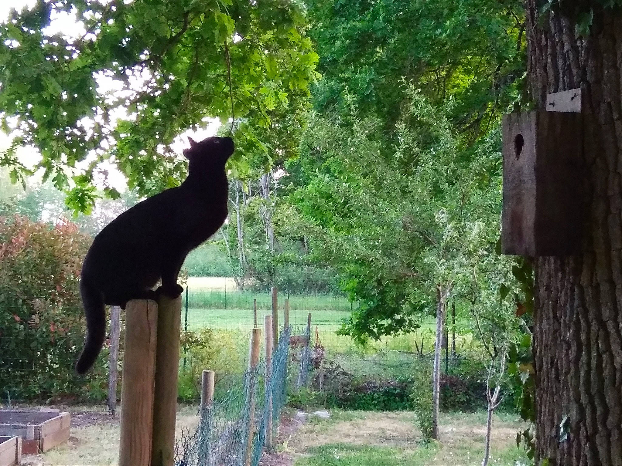 Samy participe au concours pour gagner de l'argent avec cette photo : beak, bird, felidae, flightless_bird, grass, landscape, nature_reserve, phasianidae, plant, shade, shrub, small_to_medium_sized_cats, sporting_group, tail, terrestrial_animal, tints_and_shades, tree, trunk, wildlife, wood