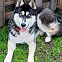 Usko a rejoint le concours — aidez-le/la à gagner de superbes lots ! dog, husky, animal, pet, outdoor, grass, fence, canine, blue_eyes, fur, tongue, ears, paw, muzzle, happy, resting, nature, domestic_animal, smiling, looking