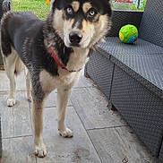 Usko participe au concours pour gagner de l'argent avec cette photo : dog, husky, blue_eyes, pet, animal, outdoor, garden, patio, tile_floor, furniture, toy_ball, black_and_white, ears_up, collar, canine, looking_at_camera, nature, grass, trees, daylight