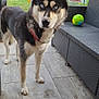 dog, husky, blue_eyes, pet, animal, outdoor, garden, patio, tile_floor, furniture, toy_ball, black_and_white, ears_up, collar, canine, looking_at_camera, nature, grass, trees, daylight