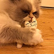 Lylla participe au concours pour gagner de l'argent avec cette photo : cat, plush_toy, wooden_floor, pet, cute, fluffy, indoor, animal, playing, closeup, soft_toy, mammal, feline, domestic_cat, whiskers, paw, toy, face, fur, home