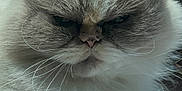 Lylla a rejoint le concours — aidez-le/la à gagner de superbes lots ! cat, fluffy, fur, pet, animal, face, ears, whiskers, closeup, indoor, notebook, pen, writing, paper, study, grumpy, expression, domestic_cat, mammal, cute