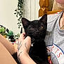 Klaus joined the competition — help win amazing prizes! animal, bell, black_cat, casual_clothing, close_up, collar, cozy, cute, domestic, grey_shirt, hand, indoor, kitten, necklace, person, pet, plant, relaxed, tattoo, wooden_furniture