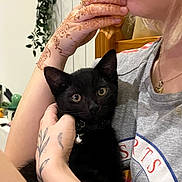 Klaus joined the competition — help win amazing prizes! animal, bell, black_cat, closeup, collar, curious, face_partial, furniture, hand, henna, holding, indoor, kitten, necklace, person, pet, plant, tattoo, tshirt, wood