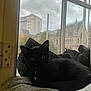 Klaus joined the competition — help win amazing prizes! animal, architecture, black_cat, building, cat, cloudy_sky, collar, cozy, cushion, daylight, domestic, feline, home, indoor, pet, quiet, relaxed, resting, urban, window