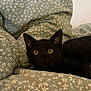 animal, black_cat, blanket, closeup, comfort, cozy, curious, cute, domestic_cat, ears, eyes, floral_pattern, fur, indoor, kitten, pet, resting, soft, whiskers, young_cat
