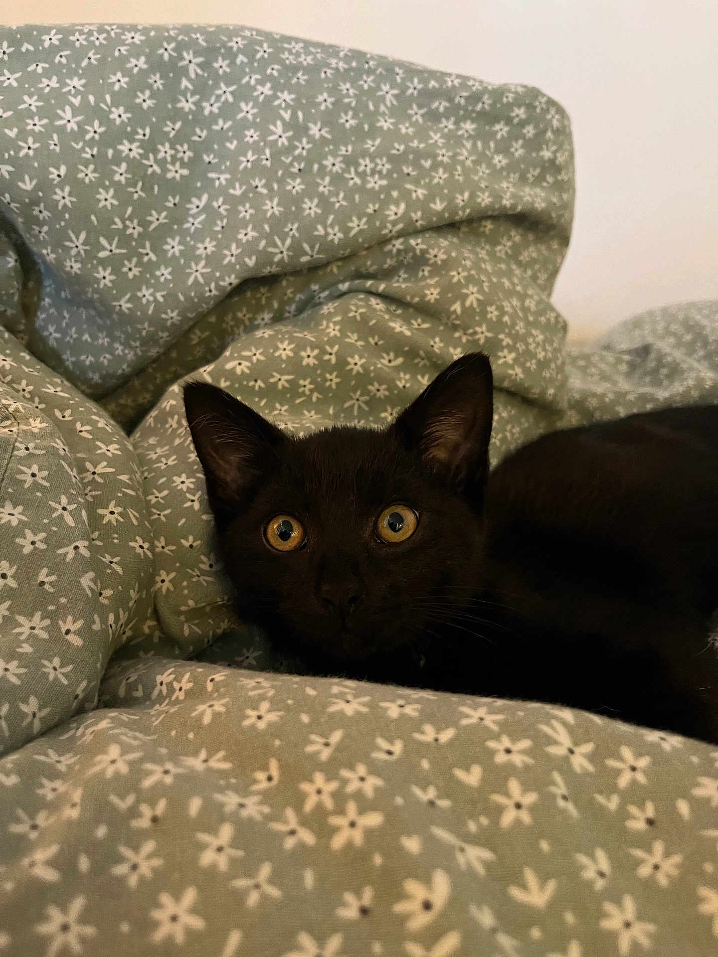 Klaus