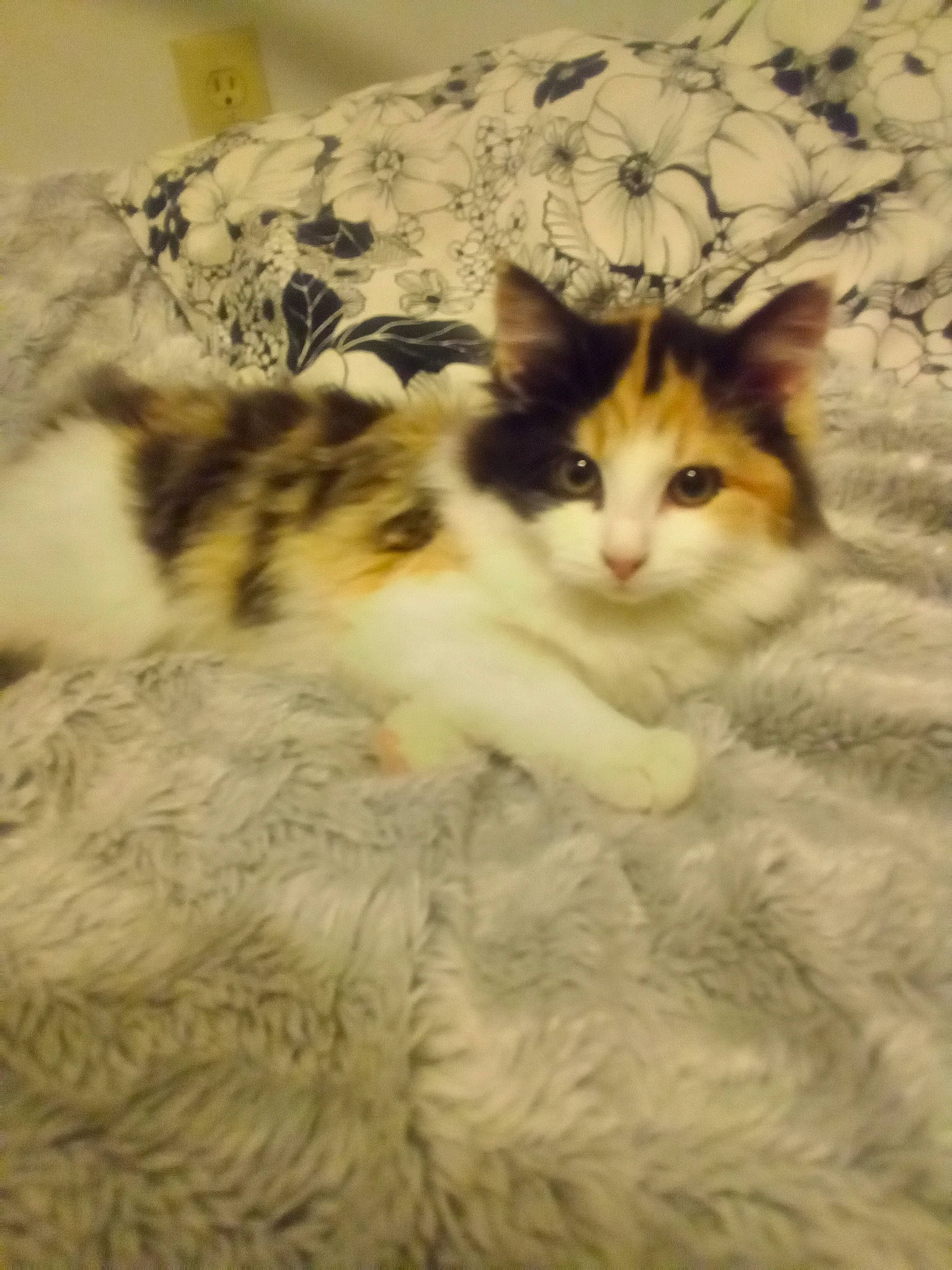 Bell joined the competition — help win amazing prizes! bed, bedding, carnivore, cat, comfort, domestic_short_haired_cat, fawn, felidae, flooring, fur, hardwood, linens, nap, paw, small_to_medium_sized_cats, snout, tail, tree, whiskers, wood