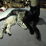 Zorro participe au concours pour gagner de l'argent avec cette photo : cat, tabby_cat, black_cat, feline, pet, sleeping, resting, snuggling, animal, indoor, carpet, woodpile, log, cozy, domestic_animal, fur, cute, companion, relaxing, quiet