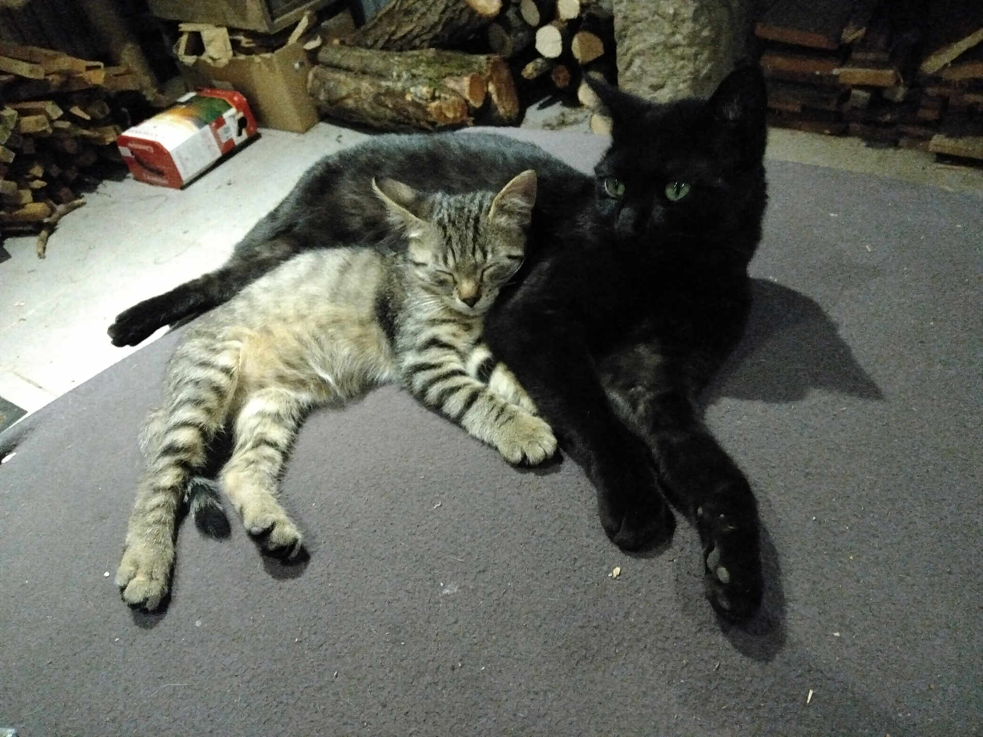 Zorro participe au concours pour gagner de l'argent avec cette photo : cat, tabby_cat, black_cat, feline, pet, sleeping, resting, snuggling, animal, indoor, carpet, woodpile, log, cozy, domestic_animal, fur, cute, companion, relaxing, quiet