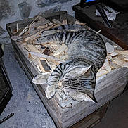 Azur a rejoint le concours — aidez-le/la à gagner de superbes lots ! cat, tabby_cat, sleeping, wooden_crate, wood_shavings, stone_wall, indoor, furniture, television, resting, pet, animal, gray_cat, striped_cat, cozy, relaxed, floor, paw, ear, head